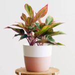 The Top 5 Indoor Plants for a Healthier Home