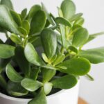 What is the best plant for you?