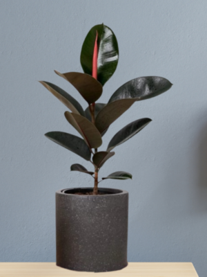 Rubber Plant