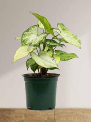 Syngonium Green
